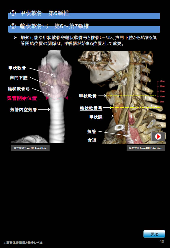 胸部Ｘ線写真、甲状軟骨第六頸椎。輪状軟骨弓、第6～第7頸椎。