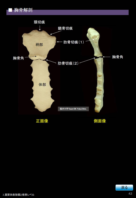 胸部Ｘ線写真、胸骨解剖。