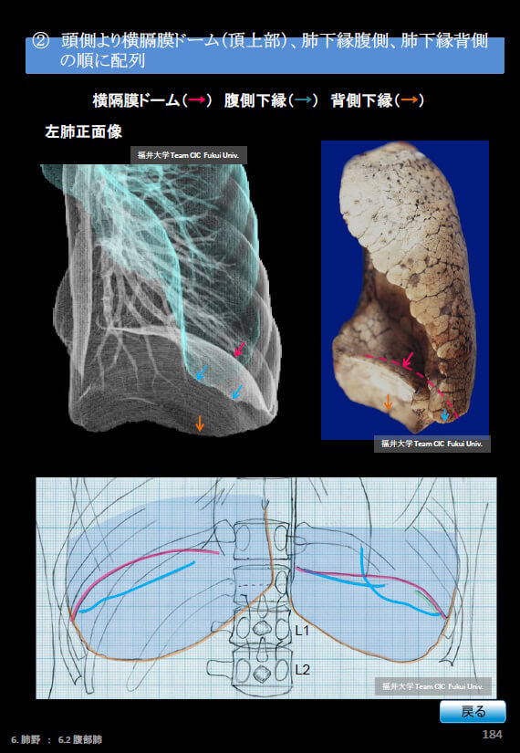 胸部Ｘ線写真、頭側より横隔膜ドーム（頂上部）、肺下縁腹側、肺下縁背側の順に配列。